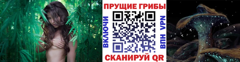 Галлюциногенные грибы Magic Shrooms mega площадка наркотические препараты Гудермес